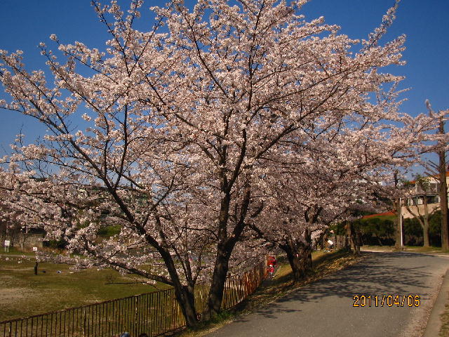2011spring.JPG